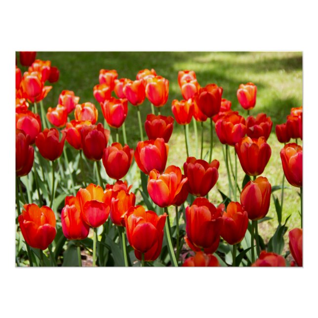 Póster Gran campo de tulipanes rojos (Anverso)