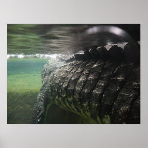 Póster Gran cocodrilo