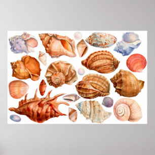 Póster gran conjunto de conchas en un grupo aislado de bl
