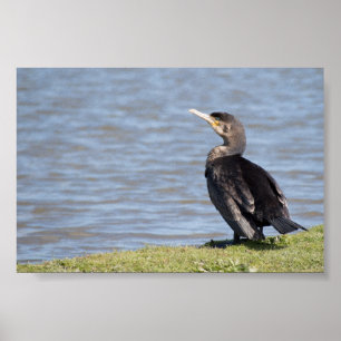 Póster Gran cormorán