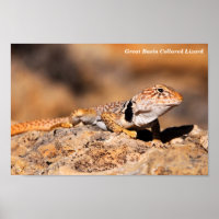 Gran Cuenca Collared Lizard