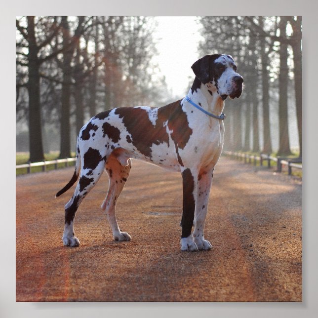 Póster Gran danés (Frente)