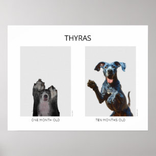 Póster Gran Danés personalizado envejecido