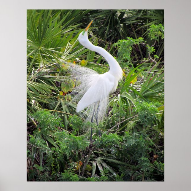 Póster Gran danza de apareamiento de Egret Blanco (Frente)