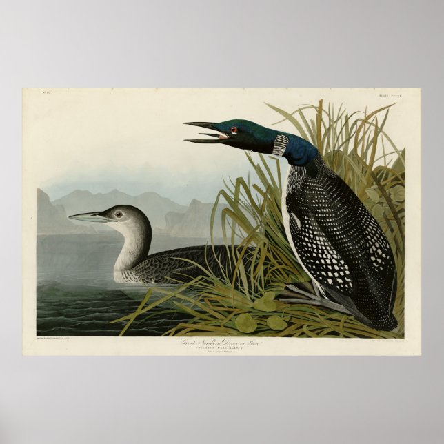 Póster Gran Diver del Norte Loon Aves Audubon de América (Frente)