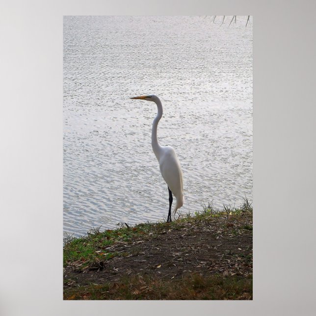 Póster Gran Egret (Frente)