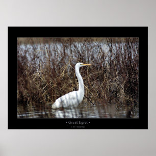 Póster Gran Egret