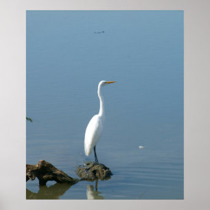 Póster Gran Egret Blanco
