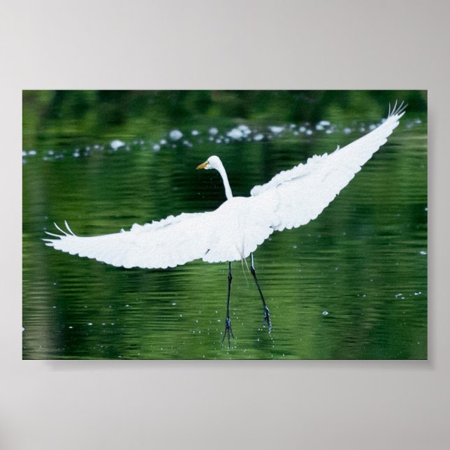 Póster Gran Egret Blanco (Frente)