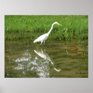 Póster Gran Egret Blanco