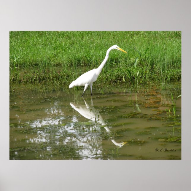 Póster Gran Egret Blanco (Frente)