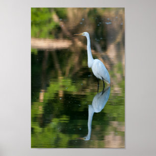 Póster Gran Egret Blanco