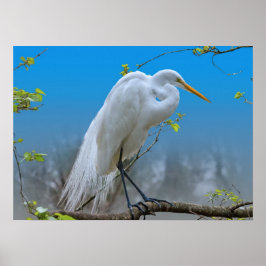 Póster Gran Egret en un árbol