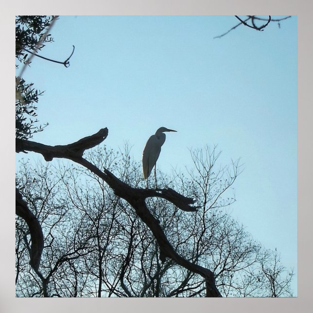 Póster Gran Egret en un árbol (Frente)
