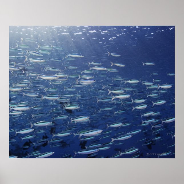 Póster Gran escuela de fusilios de estrellado azul (Frente)