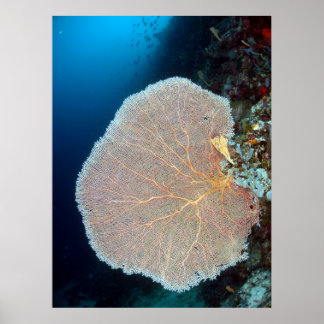 Póster Gran fan del mar en Siquijor