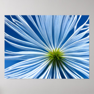 Póster gran flor blanca con cielo azul