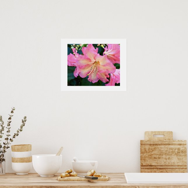 Póster Gran Flor de Rhododendron Rosa Fotográfico (Cocina)