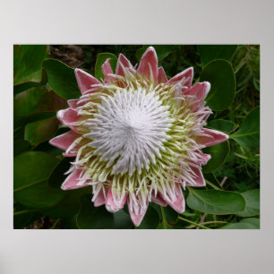 Póster Gran Flor Rosa y Blanca Foto de la Naturaleza