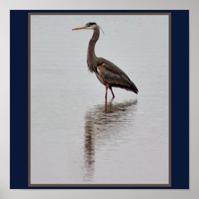 Póster Gran foto de la garza azul (Frente)