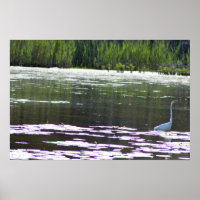 Gran foto de pájaro de Egret