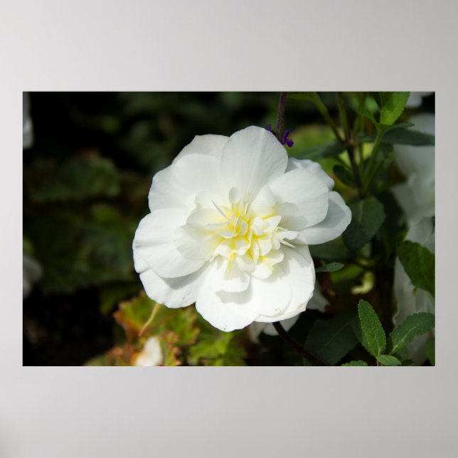 Póster Gran foto de una flor blanca (Frente)