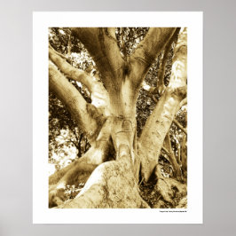 Póster Gran Fotografía de Árbol Sepia Blanco y Negro
