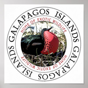 Póster Gran Frigate Bird