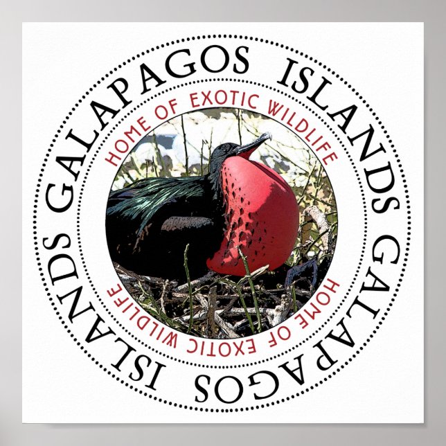 Póster Gran Frigate Bird (Frente)