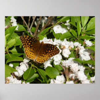 Póster Gran Fritillary española sobre el Laurel de la Mon