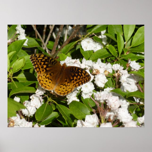 Póster Gran Fritillary Manchado en Laurel de Montaña (Frente)