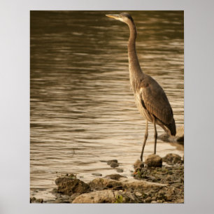 Póster Gran garza azul
