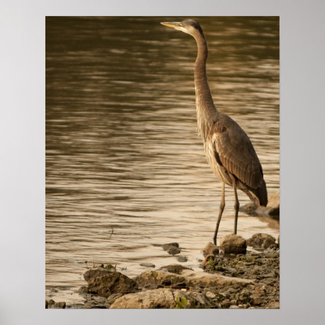 Póster Gran garza azul (Frente)