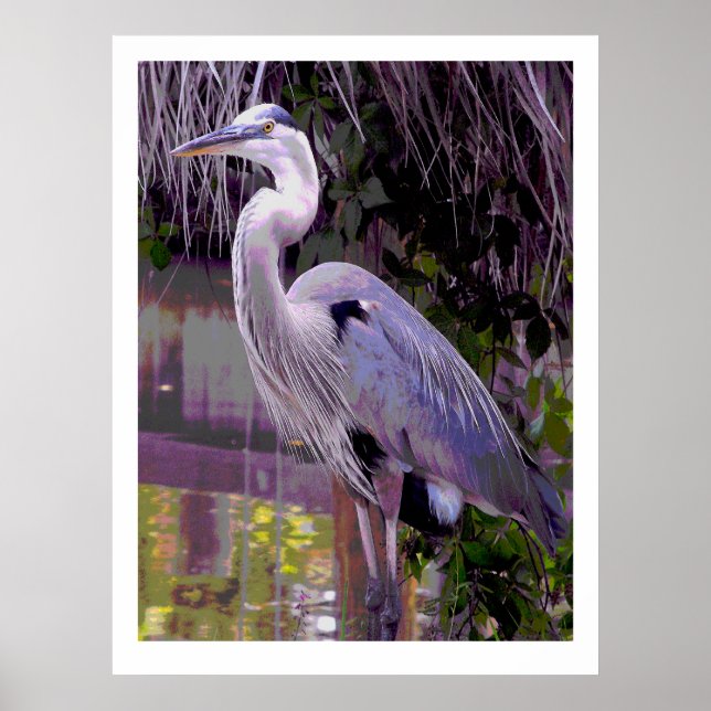 Póster Gran garza azul (Frente)