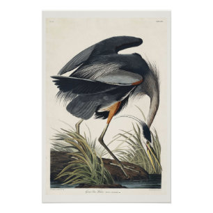 Póster Gran garza azul