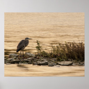 Póster Gran garza azul