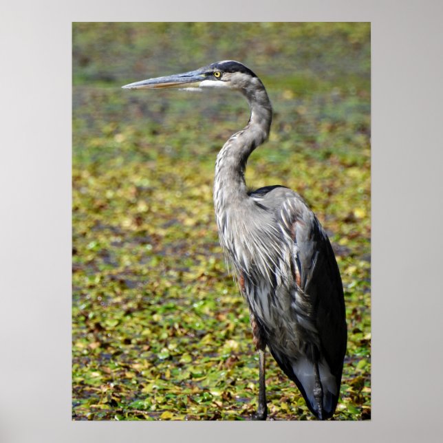 Póster Gran garza azul (Frente)