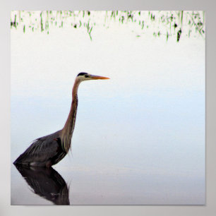 Póster Gran garza azul