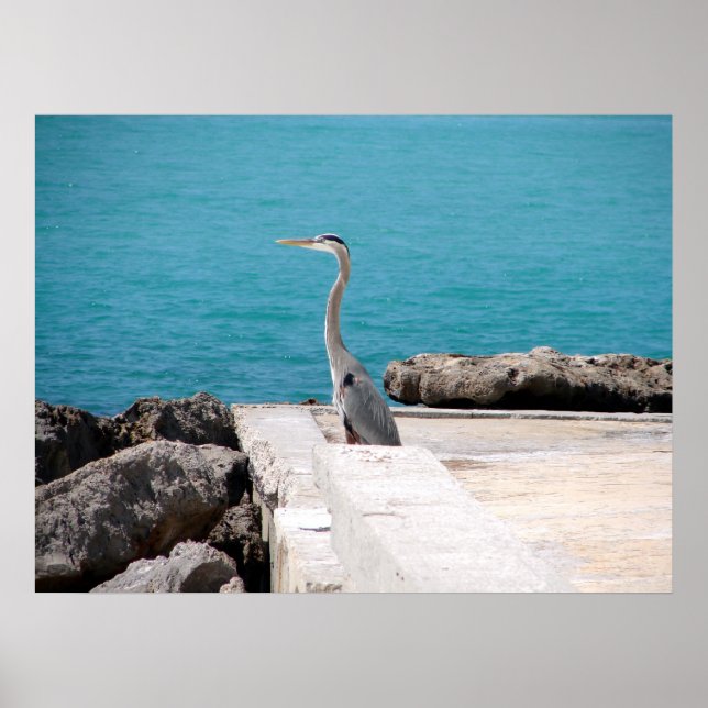Póster Gran garza azul (Frente)