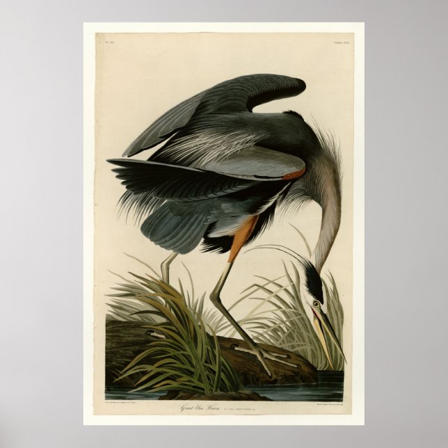Póster Gran garza azul (Frente)