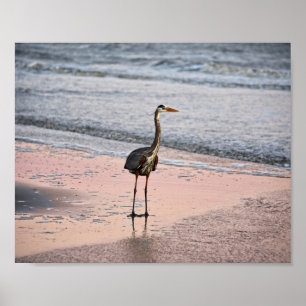 Póster Gran garza azul al atardecer, Florida