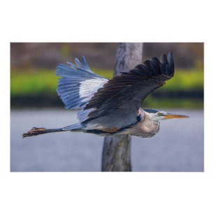 Póster Gran garza azul Arte de pared en vuelo   Ave silve