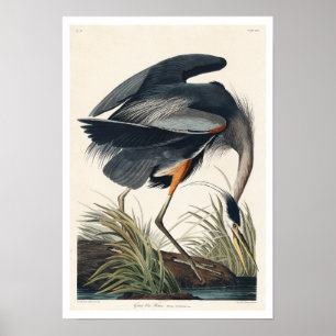 Póster Gran garza azul de Audubon Poster