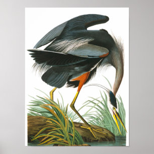 Póster Gran garza azul de John James Audubon