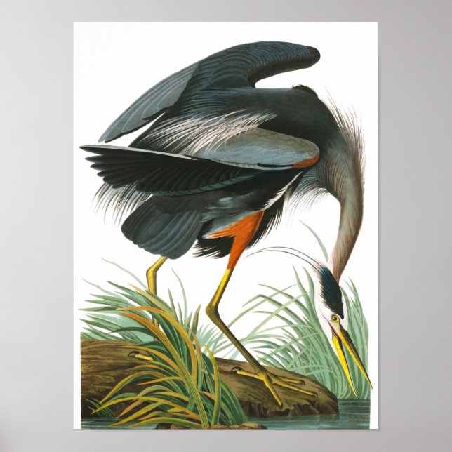 Póster Gran garza azul de John James Audubon (Frente)
