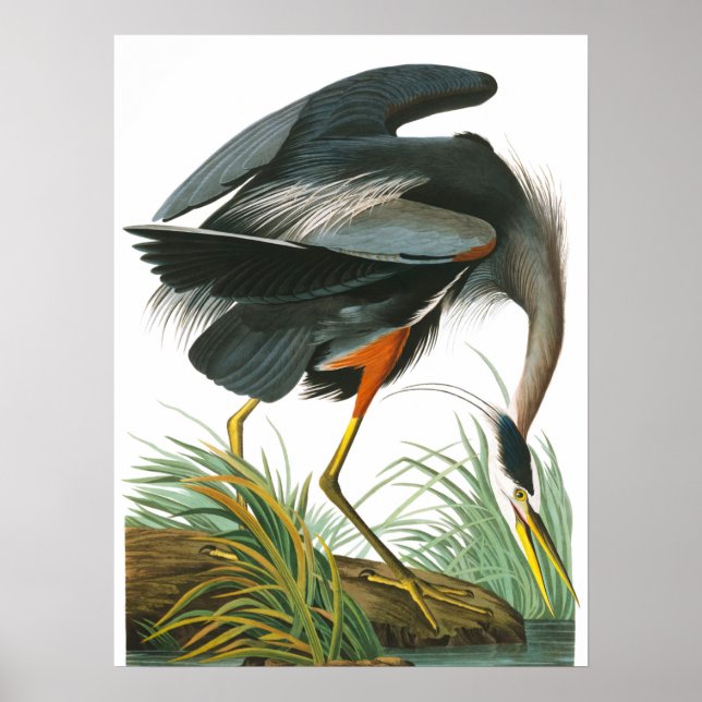 Póster Gran garza azul de John James Audubon (Frente)