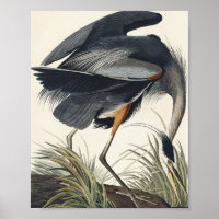 Gran garza azul de los pájaros de América