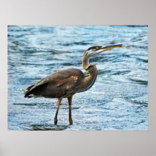 Póster Gran garza azul en el agua azul