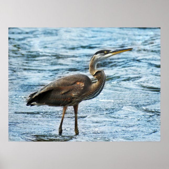 Póster Gran garza azul en el agua azul (Frente)