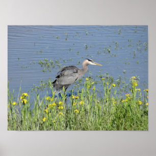 Póster Gran garza azul en el río.